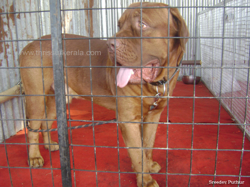 French mastiff copy